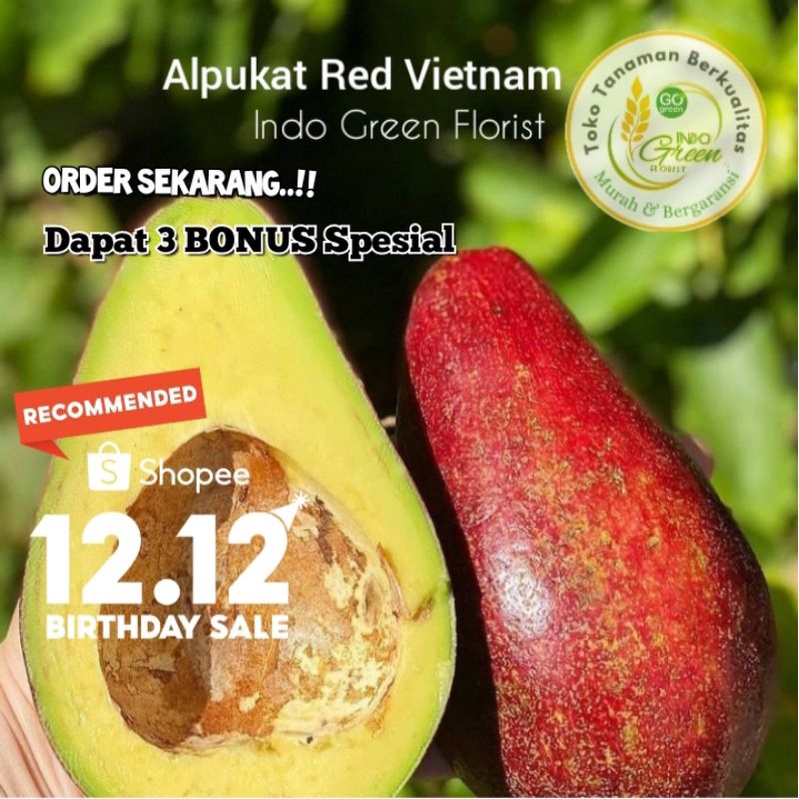Bibit Alpukat Merah Red Vietnam Asli /Alpukat Red Vietnam Cepat Berbuah/ Tanaman Alpukat