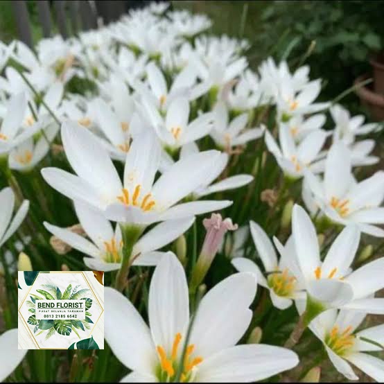 tanaman hias rain lily putih