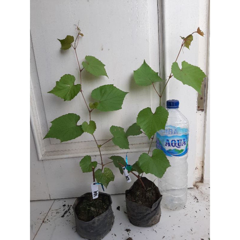 Rootstock anggur SO 4 / Batang Bawah S04 /  SO4