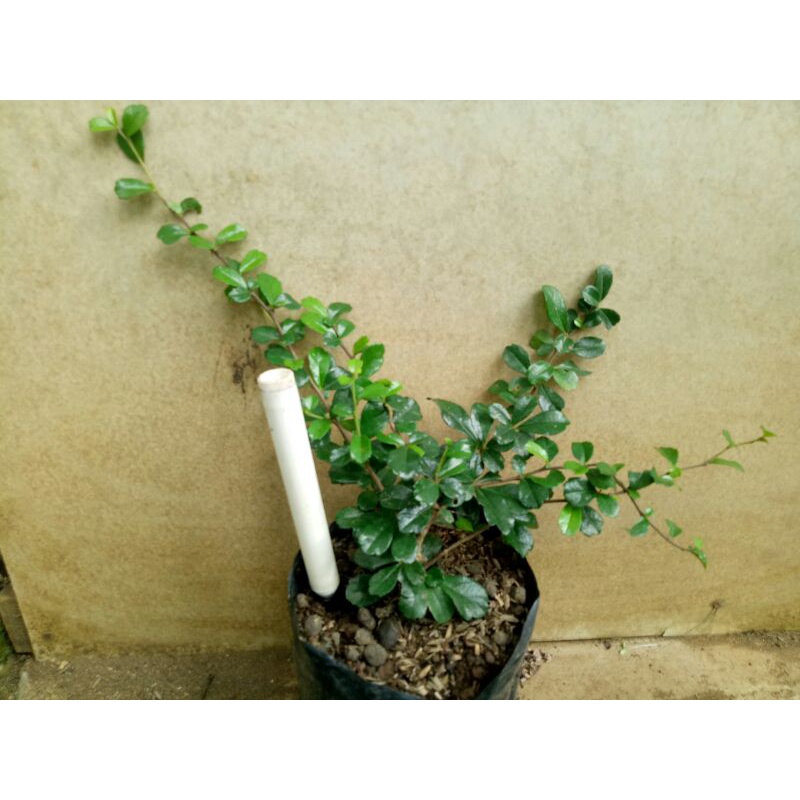 Bibit Bahan Bonsai Hokianti