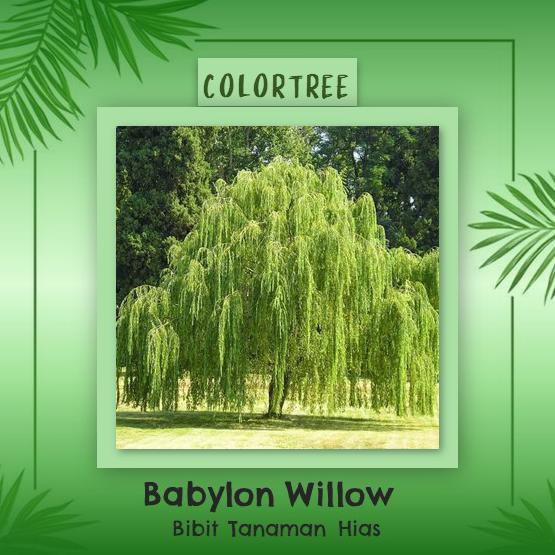 Bibit Tanaman Hias Babylon Willow Pky
