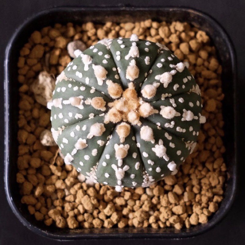 Kaktus Astrophytum Super Kabuto big