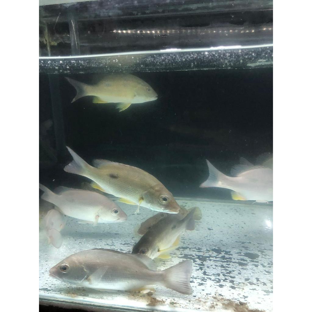 Replika Kakap Tompel / Replika Ikan Predator