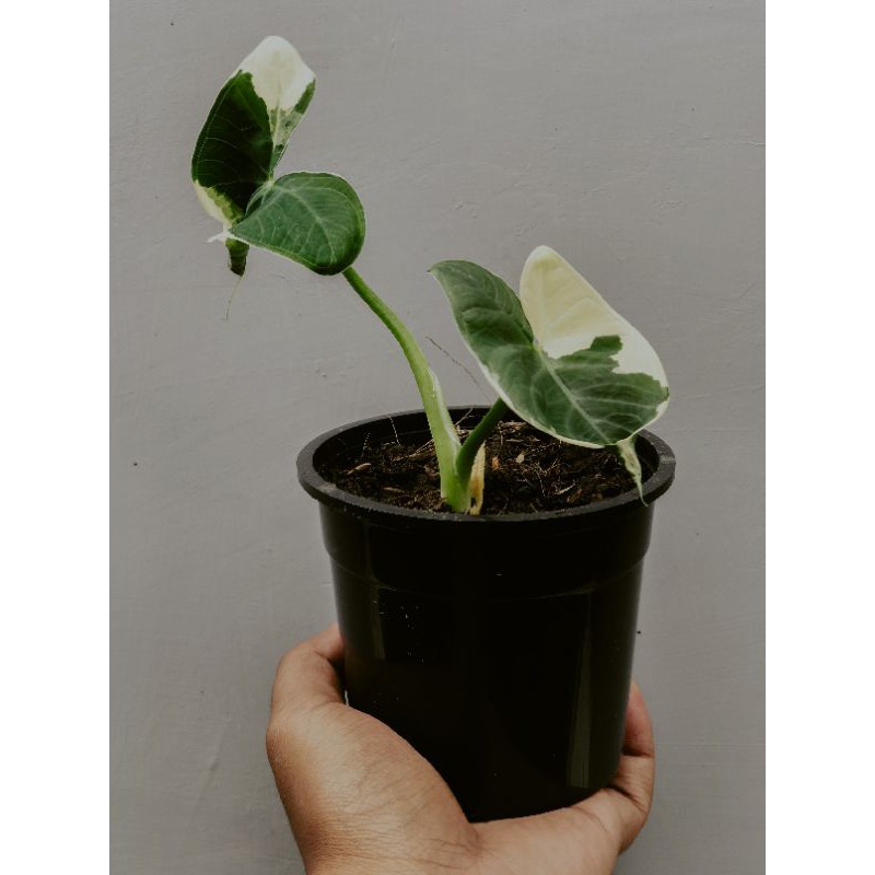 Keladi Tikus Variegata / Caladium Mickey Mouse