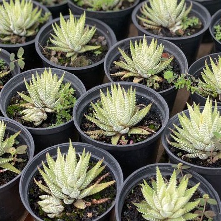 Sukulen Haworthia Fasciata Alba