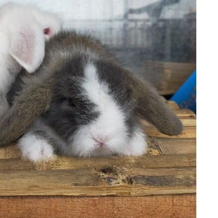 pesenan ujung berung