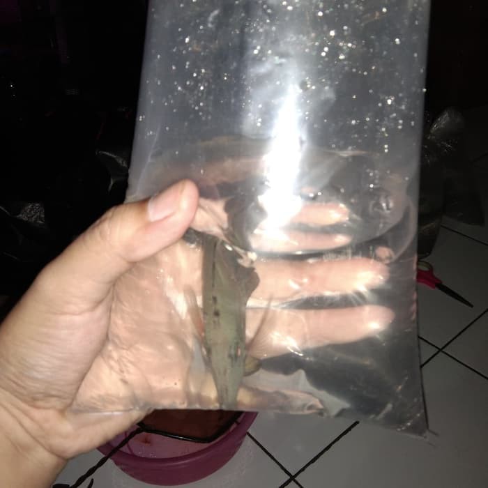 Termurah Ikan Hias Burung Laut Mirip Yellow Tang Shopee