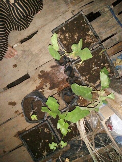 Terlaris promo 5 tanaman buah tin brown turki buah Terlaris promo 5 tanaman buah tin brown turki buah