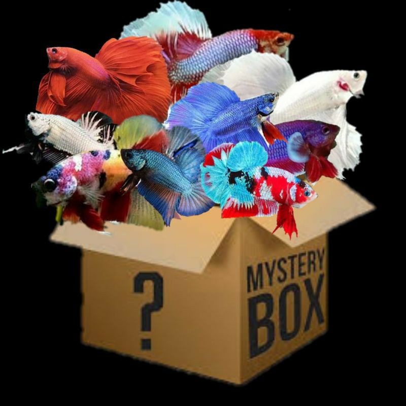 Misteri box ikan cupang blurim,nemo koi,Halfmoo,besge,kuper