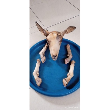 

Kepala Kambing Muda Fresh Halal 1Set