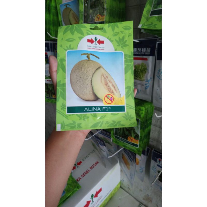 Benih  Melon ALINA 40BJ