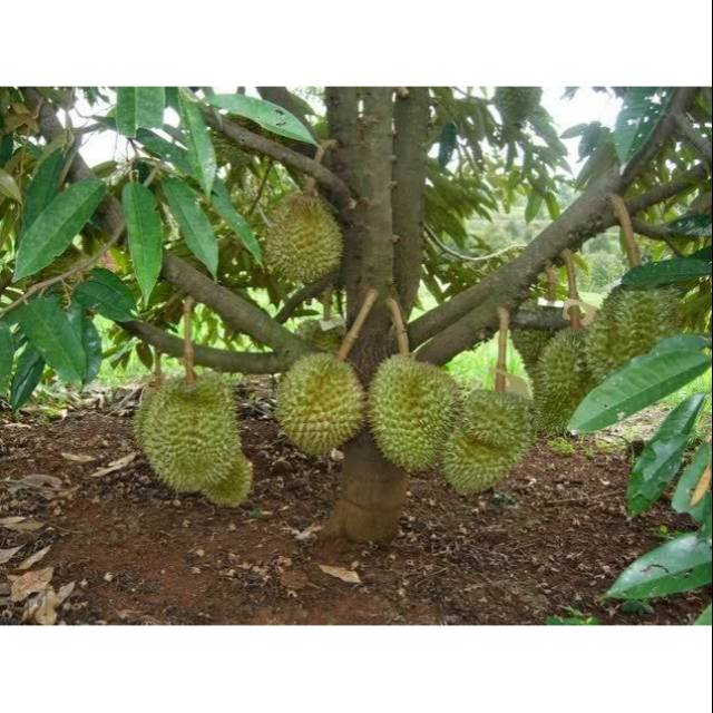 Bibit buah durian musang king malaysia