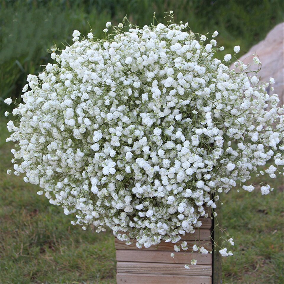 10 Bibit Baby Breath Putih Benih Bunga Gypsophila Elegans Import Tanaman Unggul Kualitas Premium