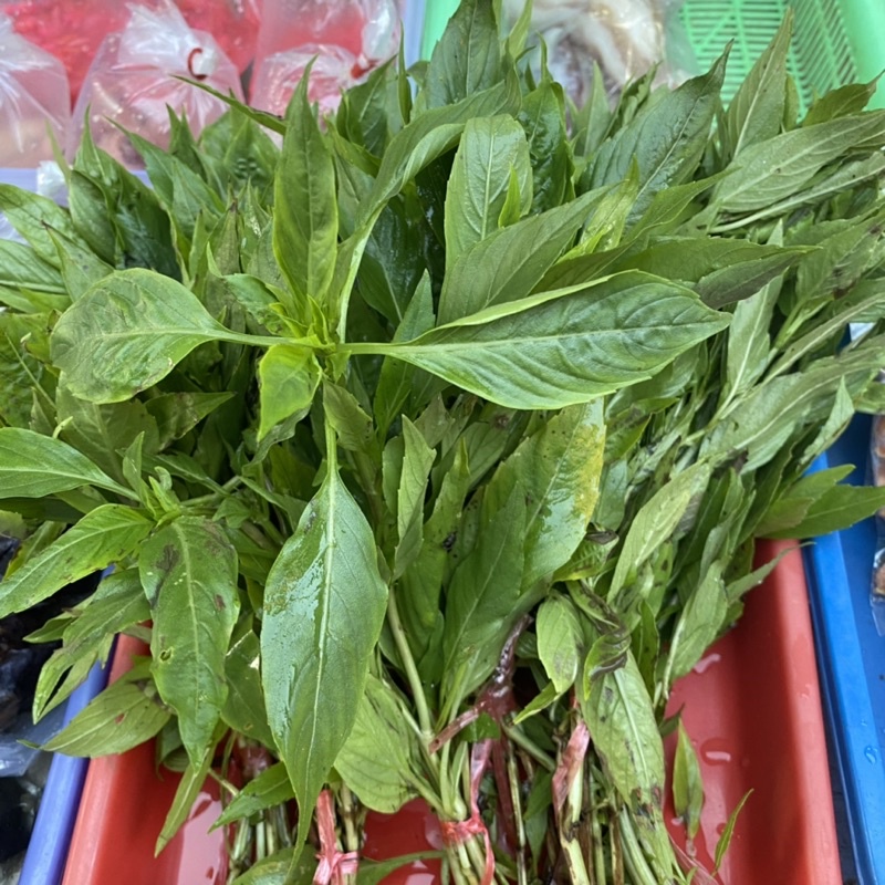 Kim Kuk Fan/ Daun kemangi kalimantan