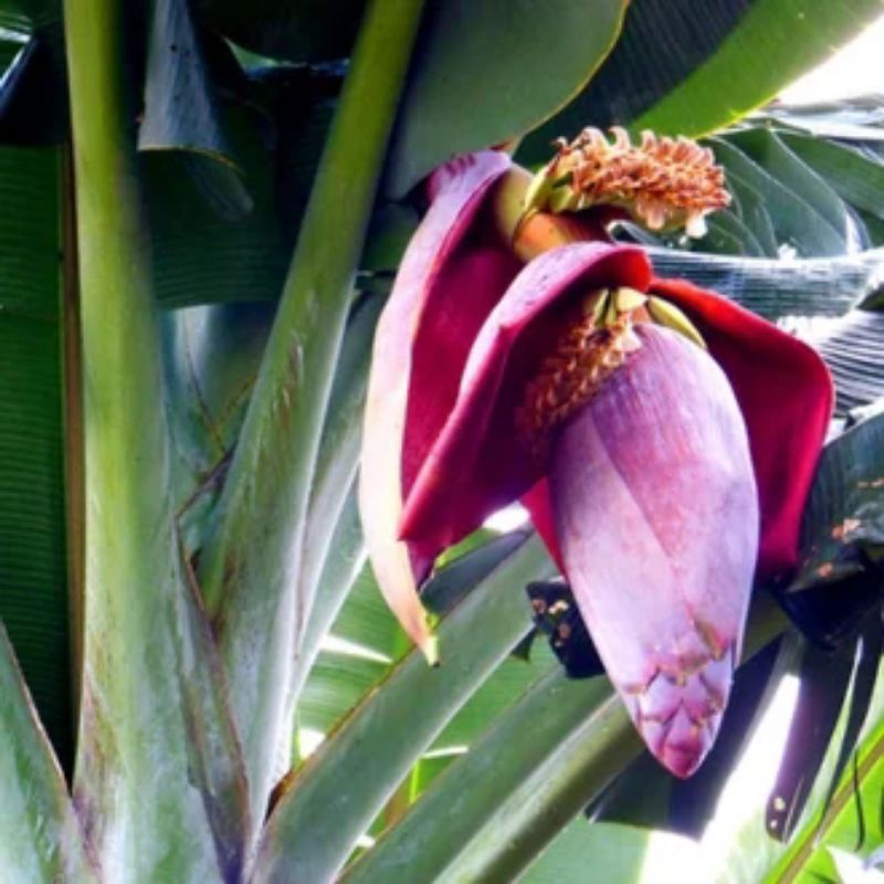 

jantung pisang kepok