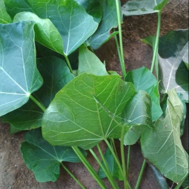 

daun jarak segar paket hemat
