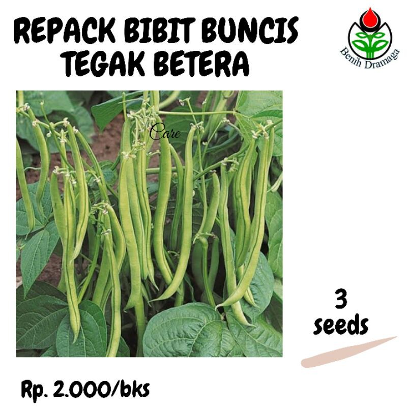 REPACK BIBIT BUNCIS TEGAK BETERA
