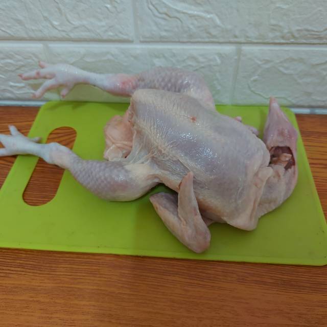 

AYAM SEGAR BERAT Berat Hidup 1,3kilo