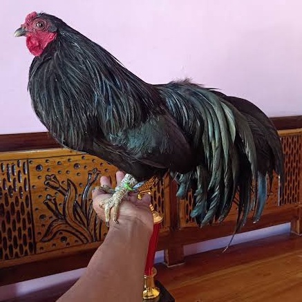 TELUR AYAM BLACK SUMATERA UNTUK DITETASKAN FERTIL ASLI