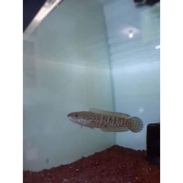 channa aurantimaculata size 14-15cm.