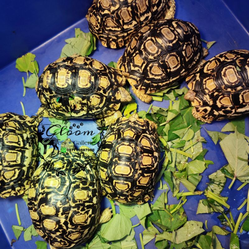 Pardalis Babcocki Tortoise size +/- 10 - 12 cm juvenile bkn Sulcata / Red Foot / Cherry Head