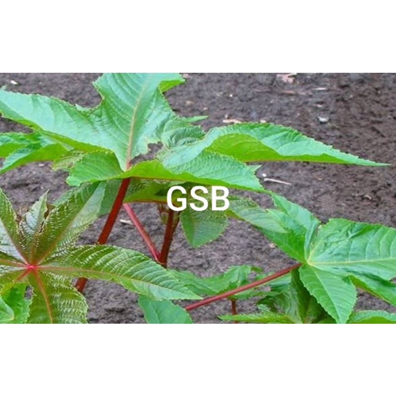 

batang jarak merah segar 300 gram utuh dan daun