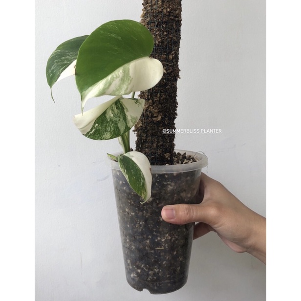 monstera deliciosa variegata marble halfmoon