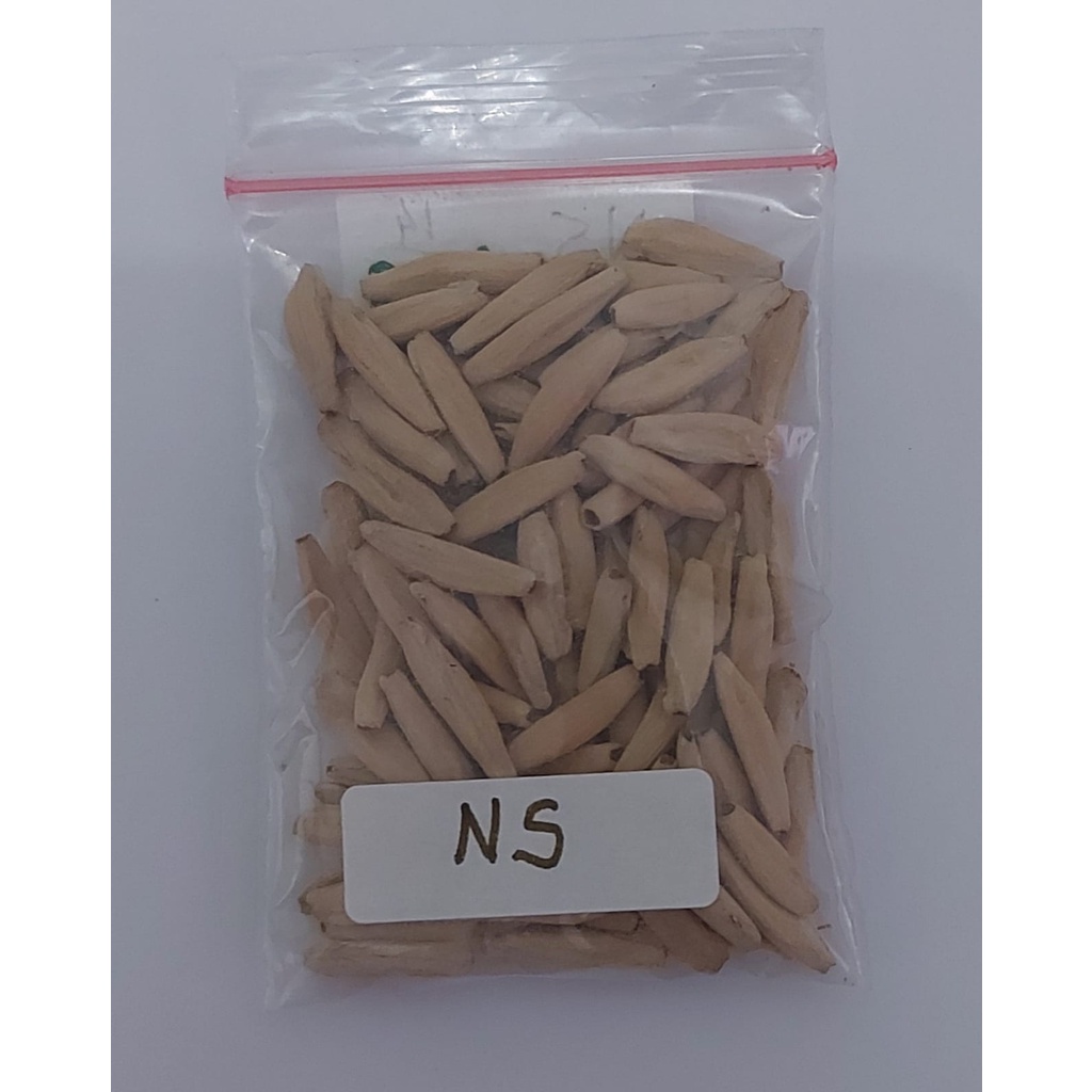Seeds/Biji/Benih Tanaman Hias Adenium NOMSOD Import