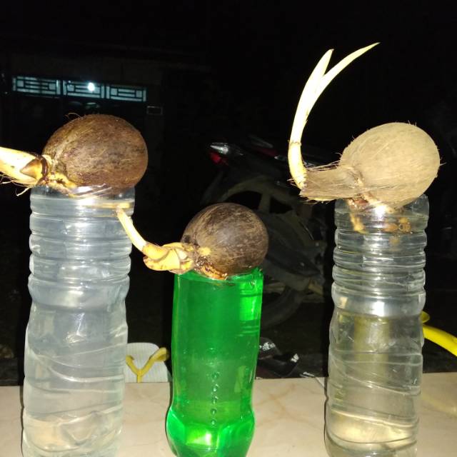 Bahan/Benih bonsai kelapa gading oren dan kuning.