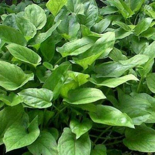 Keladi tikus | Tanaman herbal keladi tikus | Tanaman obat