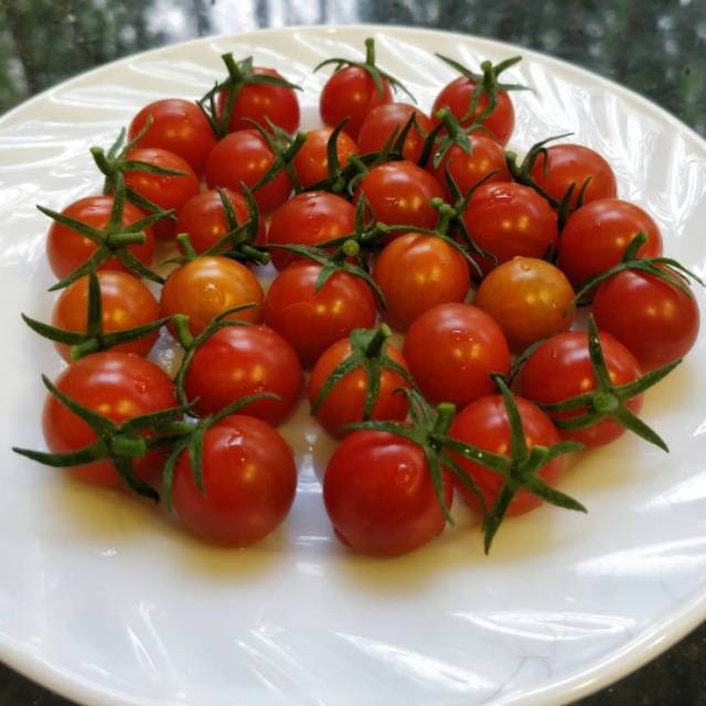 50 Benih Tomat Cherry Red  Cerry Bulat Cery Merah Bibit Tanaman Hias Sayuran -RSB1990