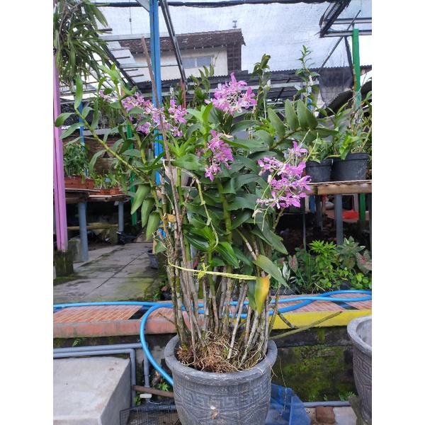 anggrek Dendrobium superbiens jumbo rimbun