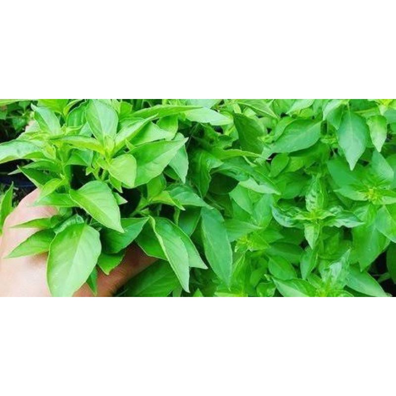 

Kemangi/Daun kemangi per ikat *BISA INSTAN DELIVERY*