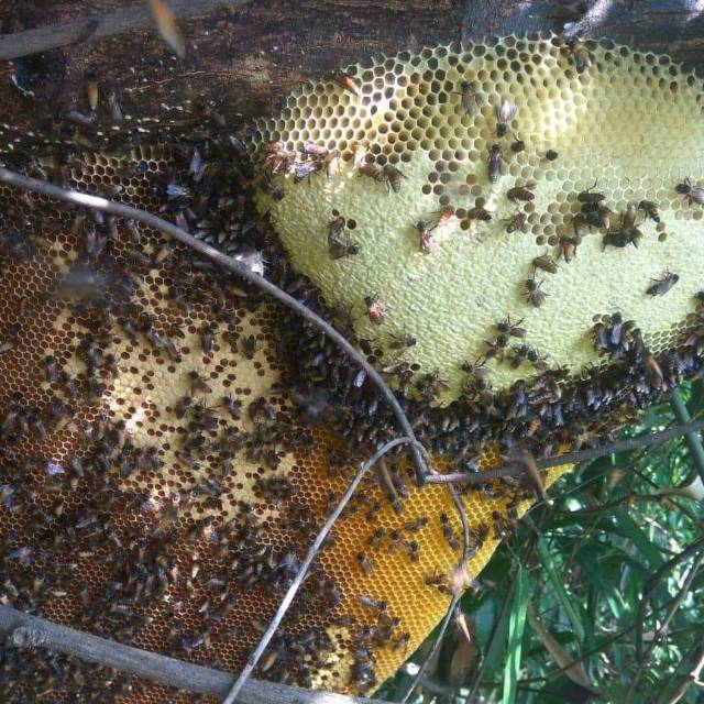 

Madu lebah hutan asli tasikmalaya