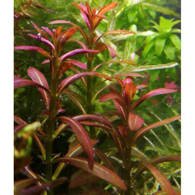 Rotala Ramosior Sunset Tumbuhan Air Aquarium Tanaman Aquascape