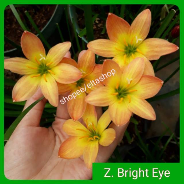 Umbi rainlily import umbi bunga lili hujan import zephyranthes bright eye