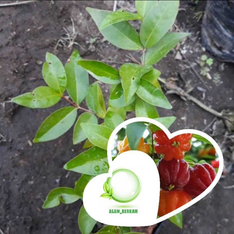 Bibit pohon buah dewandaru/tanaman buah dewandaru