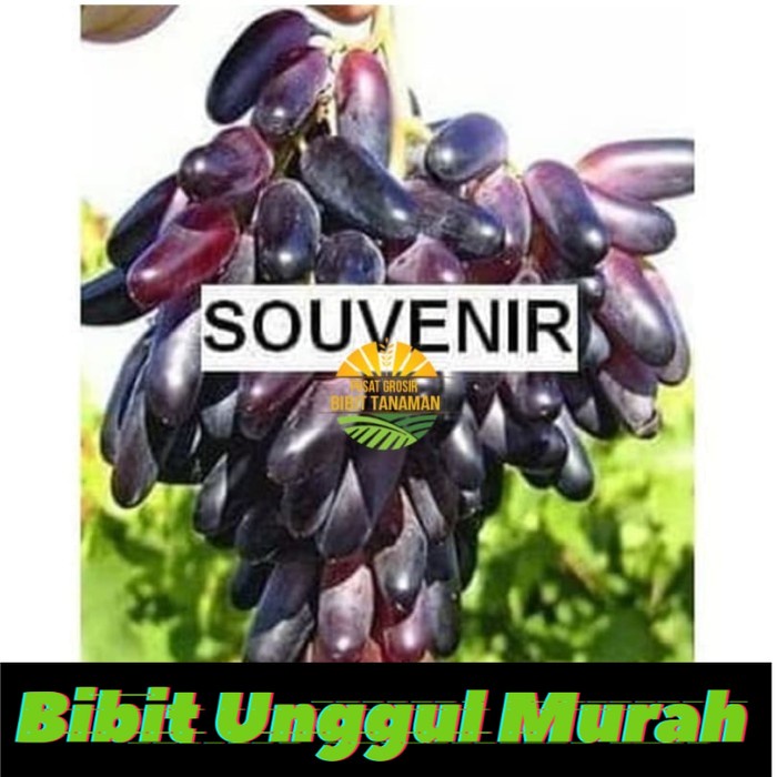 Bibit anggur import souvenir Grafting Siap Berbuah