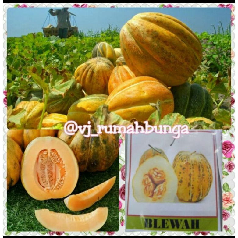 benih bibit buah blewah