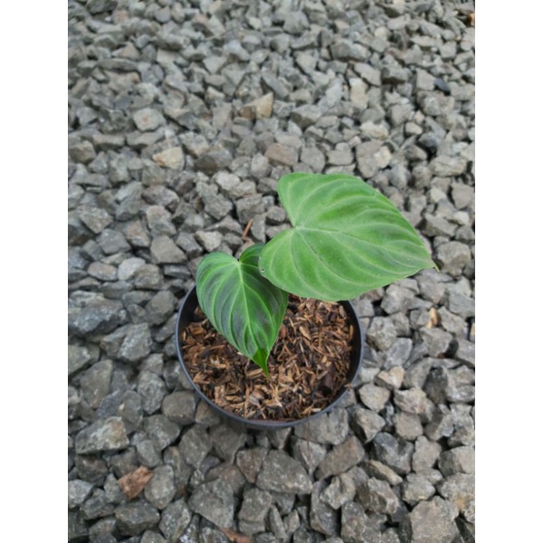 Philodendron Verrucosum Tanaman Philodendron Verrucosum