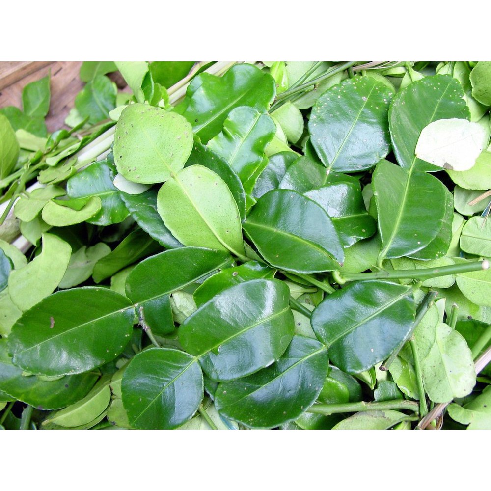 Daun Jeruk Purut Pewangi Penyedap Masakan 100 Gram Shopee Indonesia