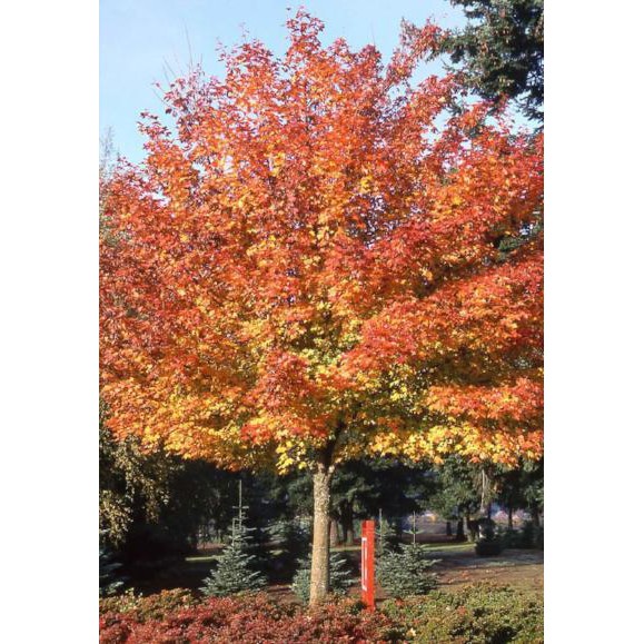 Benih Bibit Biji - Shantung Maple Tree (Acer truncatum) Seeds - IMPORT