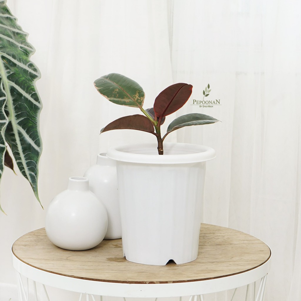 Ficus Elastica Ruby / Karet Kebo Varigata