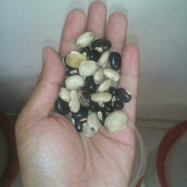 Benih Mucuna Conchinchinensis (Mc)/Kacangan