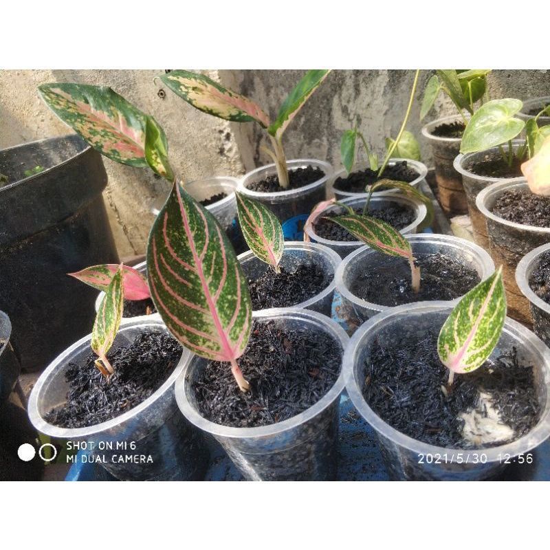 anakan aglonema red sumatera 1daun-tunas