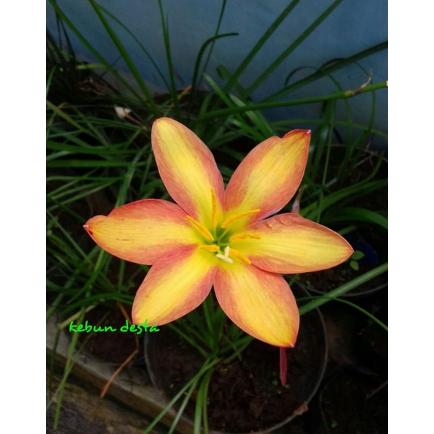 Paket hemat 4 varian rain lily