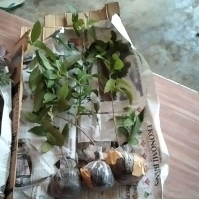 Paket 3 Bibit Bunga Arumdalu Pohon Melati Jasmine Tanaman Hias