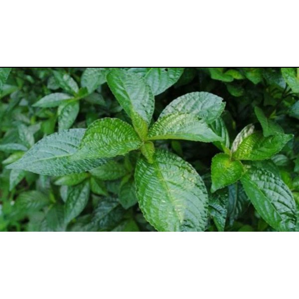 

keji beling. pecah beling. herbal alami