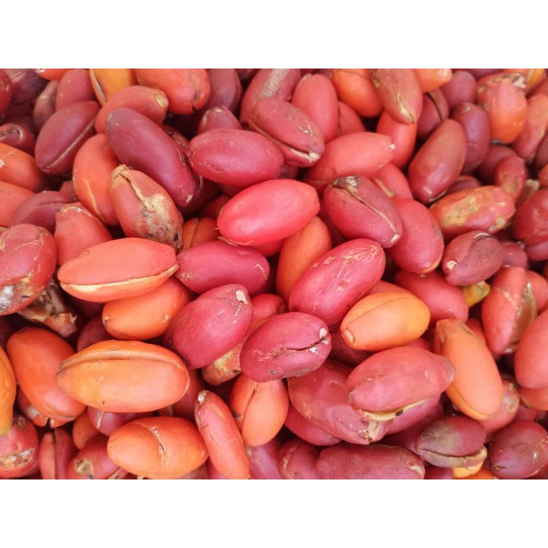 

Kulit Tangkil Merah 1 kg Fresh.