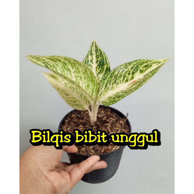 bunga aglonema legacy putih/white legacy/legaci putih (bunga aglonema white legacy super)